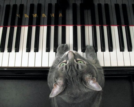 CATcerto. ENTIRE PERFORMANCE. Mindaugas Piecaitis, Nora The Piano Cat