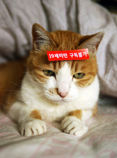 19금 코이군