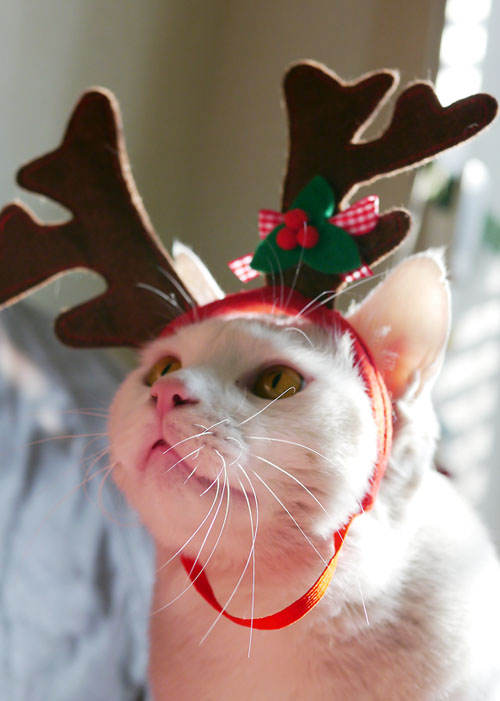 Merry Merry X-mas !